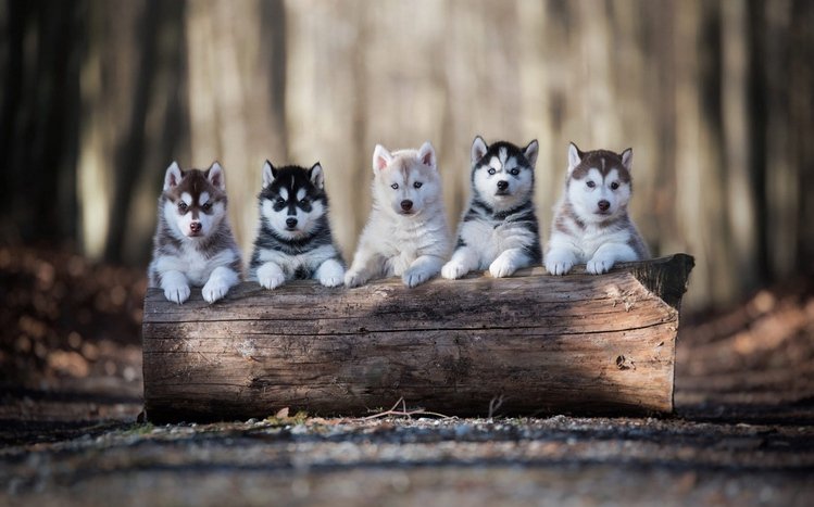Alaskan Malamute Theme screenshot #9