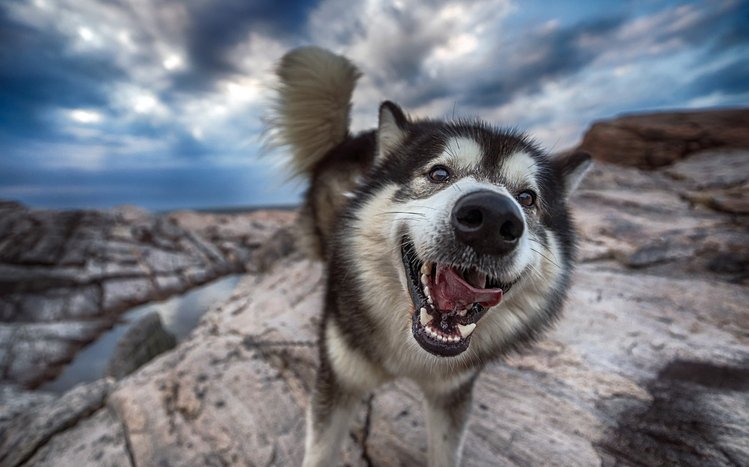 Alaskan Malamute Theme screenshot #5
