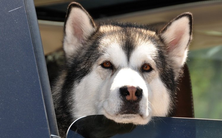 Alaskan Malamute Theme screenshot #1