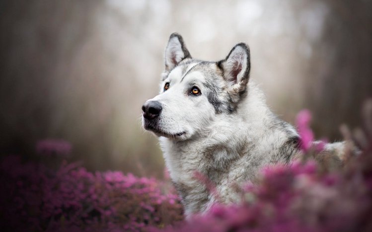 Alaskan Malamute Theme screenshot #12