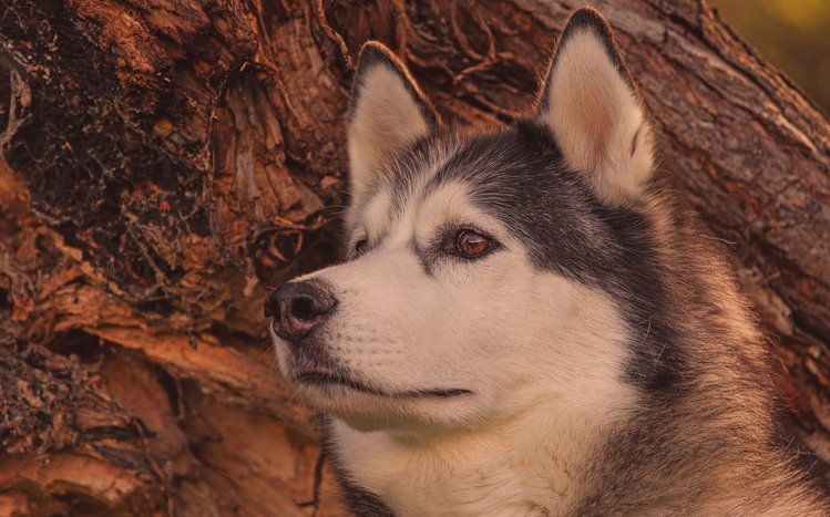 Alaskan Malamute Theme screenshot #4