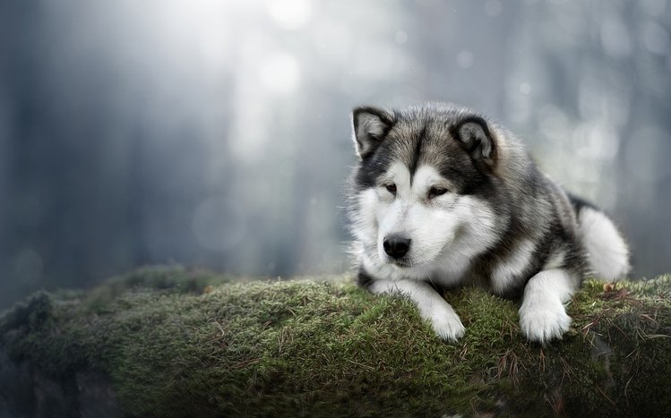Alaskan Malamute Theme screenshot #10