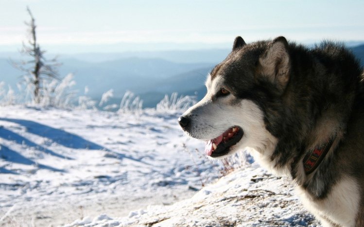 Alaskan Malamute Theme screenshot #2