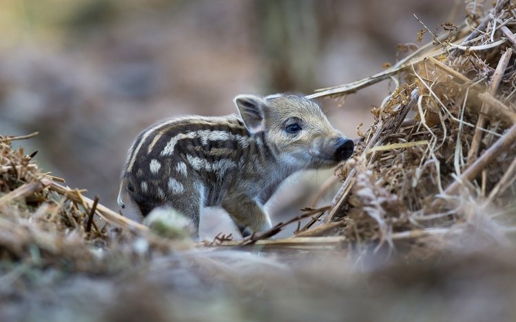 Boar Theme screenshot #8