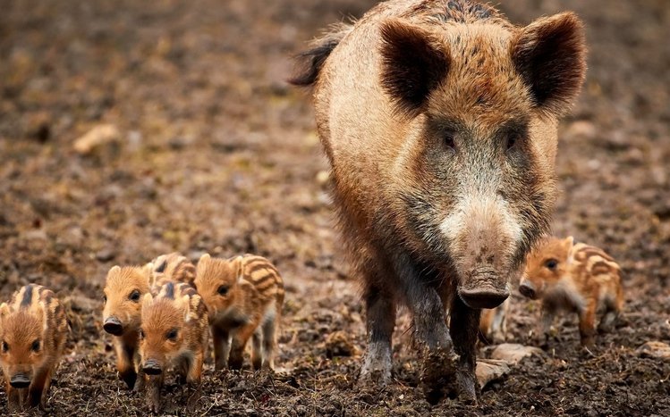 Boar Theme screenshot #6