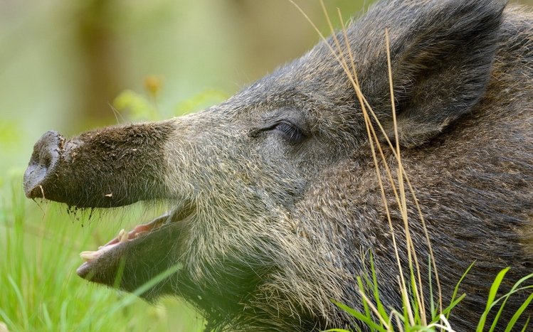 Boar Theme screenshot #3