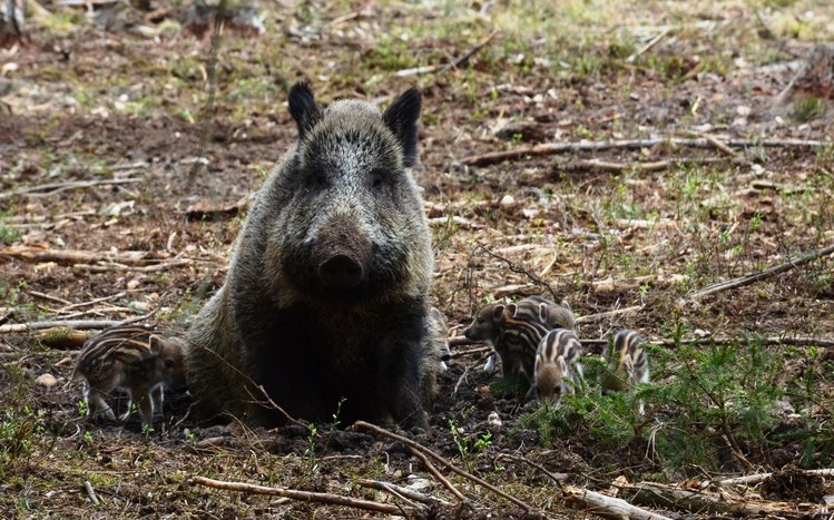 Boar Theme screenshot #15