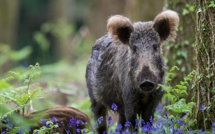 Boar Theme screenshot #13