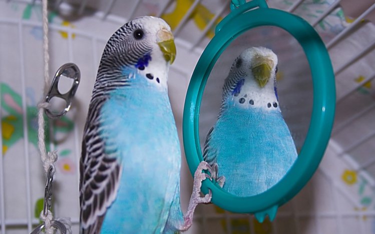 Budgerigar Theme screenshot #10