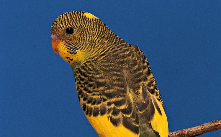 Budgerigar Theme screenshot #4