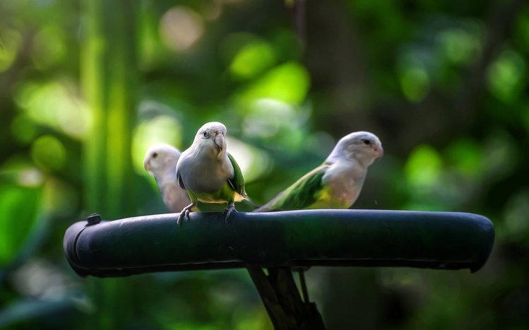 Budgerigar Theme screenshot #15