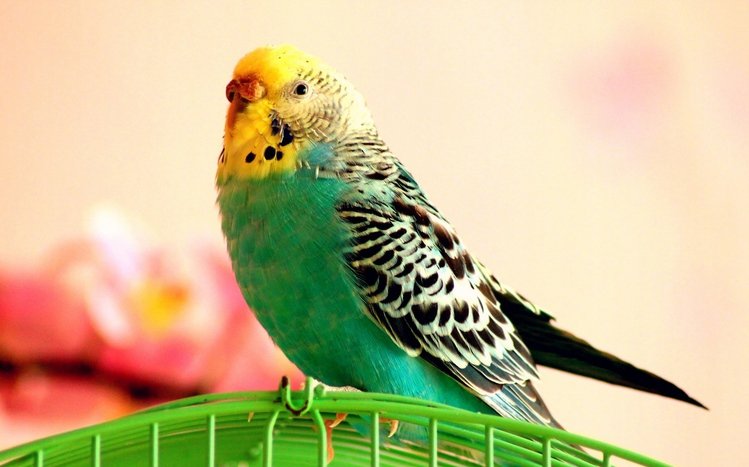 Budgerigar White Back Background Images, HD Pictures and Wallpaper For Free  Download | Pngtree