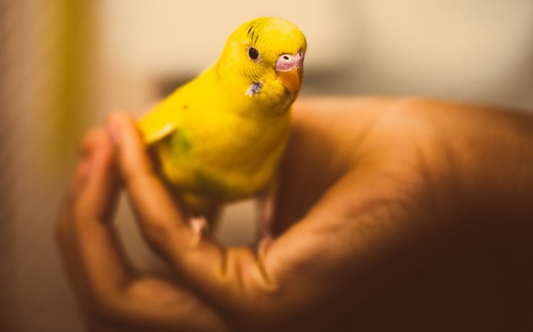 Budgerigar Theme screenshot #12