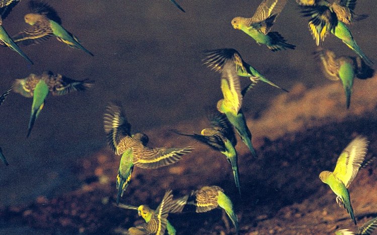 Budgerigar Theme screenshot #9