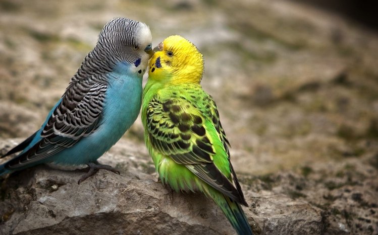 Budgerigar Theme screenshot #3