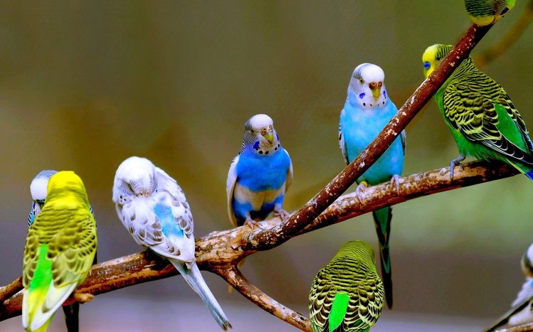 Budgerigar Theme screenshot #8