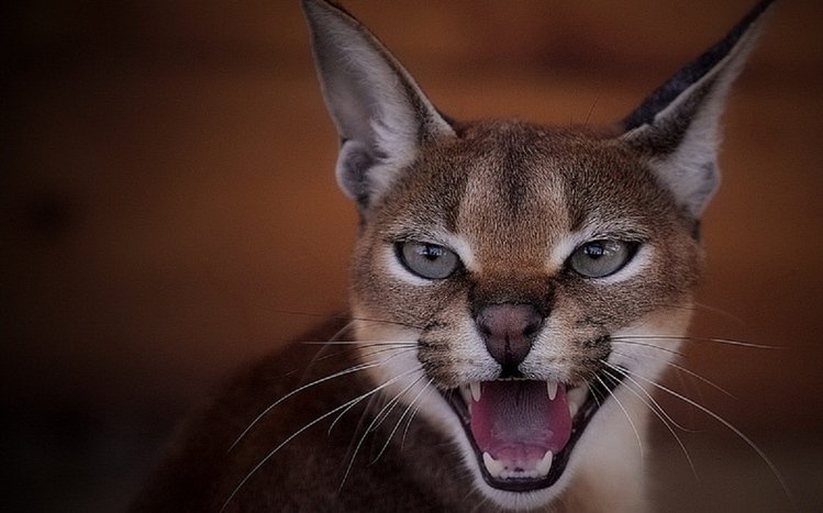 Caracal Theme screenshot #8