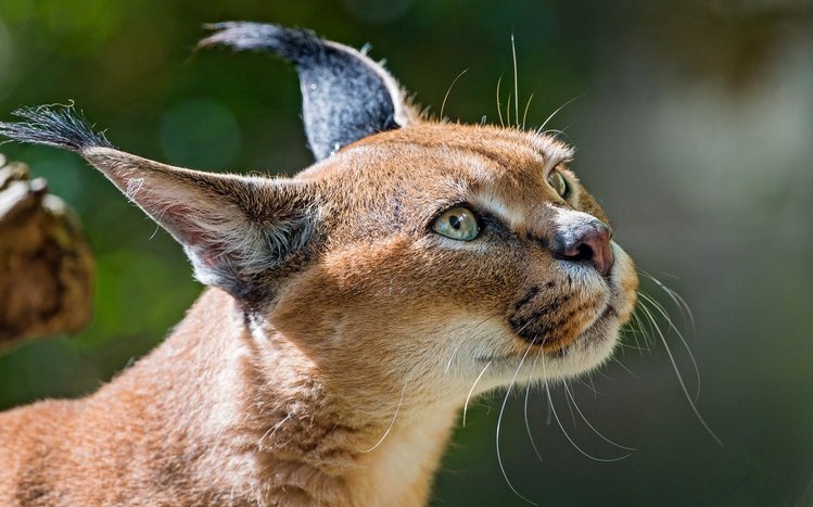 Caracal Theme screenshot #15