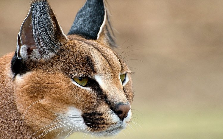 Caracal Theme screenshot #6