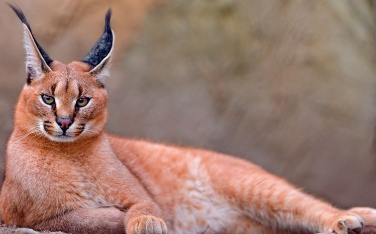 Caracal Theme screenshot #4