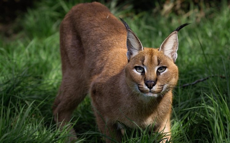 Caracal Theme screenshot #10