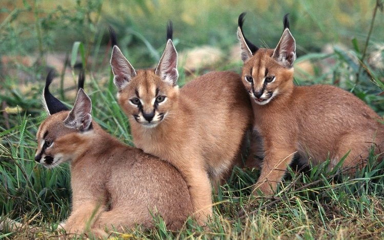 Caracal Theme screenshot #7