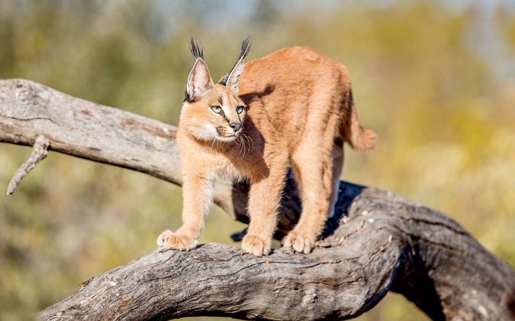 Caracal Theme screenshot #5