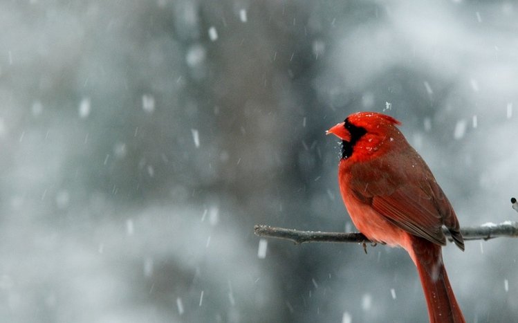 Cardinal Theme screenshot #3