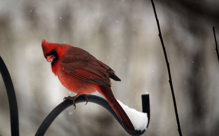 Cardinal Theme screenshot #7