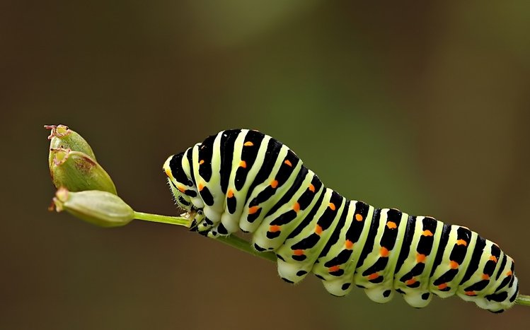 Caterpillar Theme screenshot #10