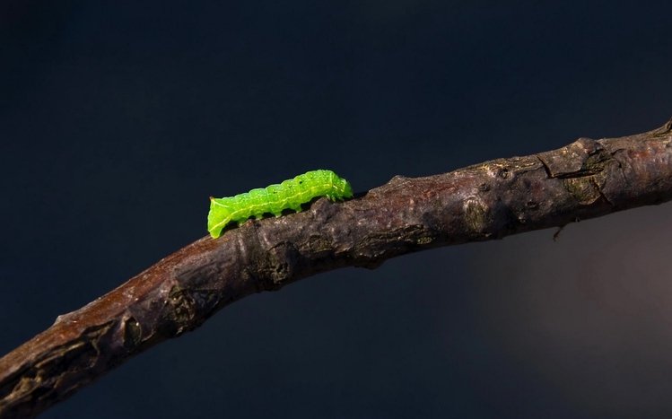 Caterpillar Theme screenshot #1