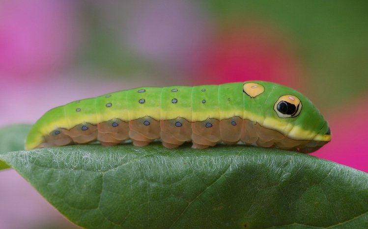 Caterpillar Theme screenshot #5