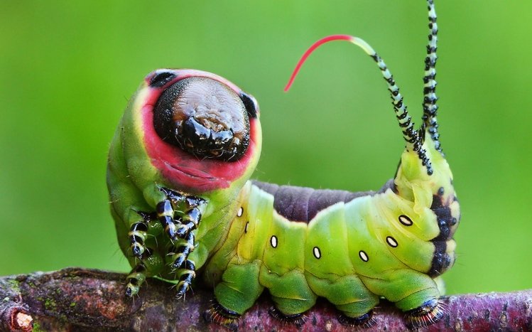 Caterpillar Theme screenshot #12