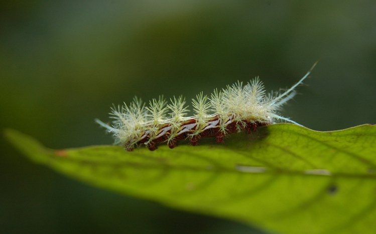 Caterpillar Theme screenshot #11