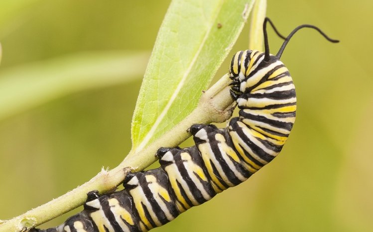 Caterpillar Theme screenshot #14