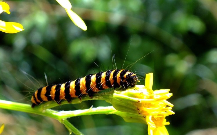 Caterpillar Theme screenshot #8