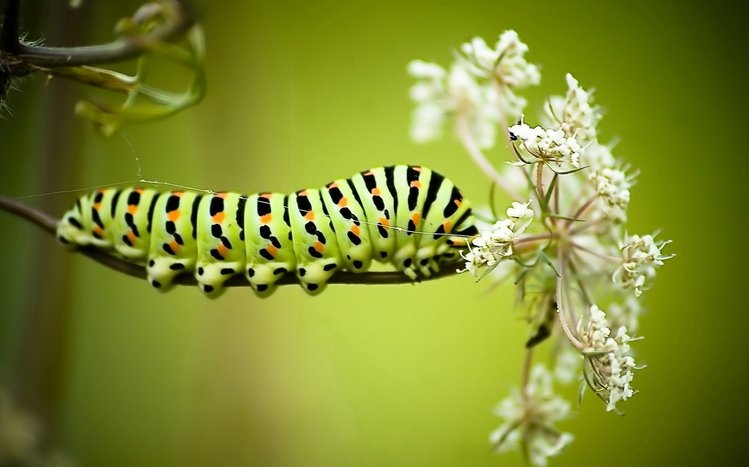 Caterpillar Theme screenshot #2