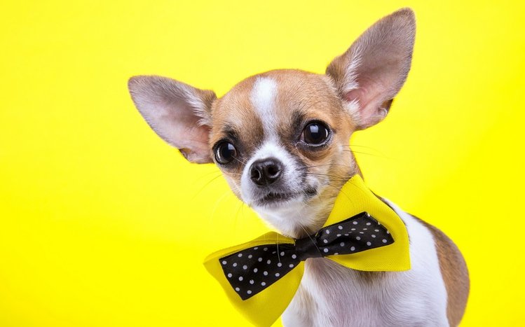 Chihuahua Theme screenshot #7