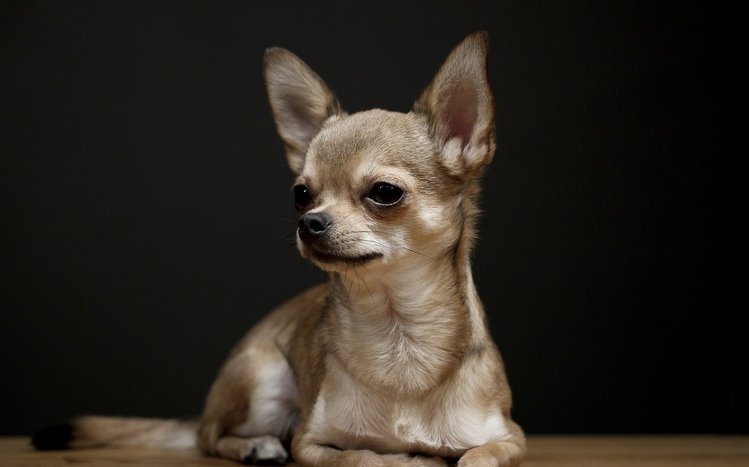 Chihuahua Theme screenshot #2