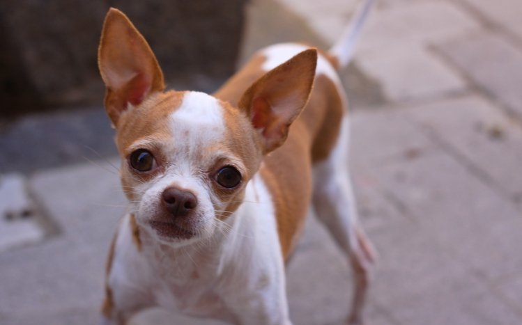 Chihuahua Theme screenshot #14