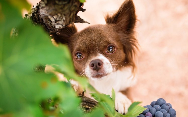 Chihuahua Theme screenshot #8