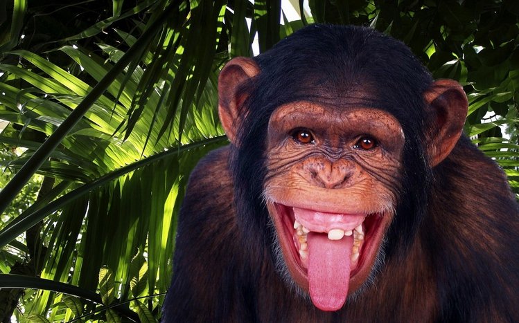 Chimpanzee Theme screenshot #3