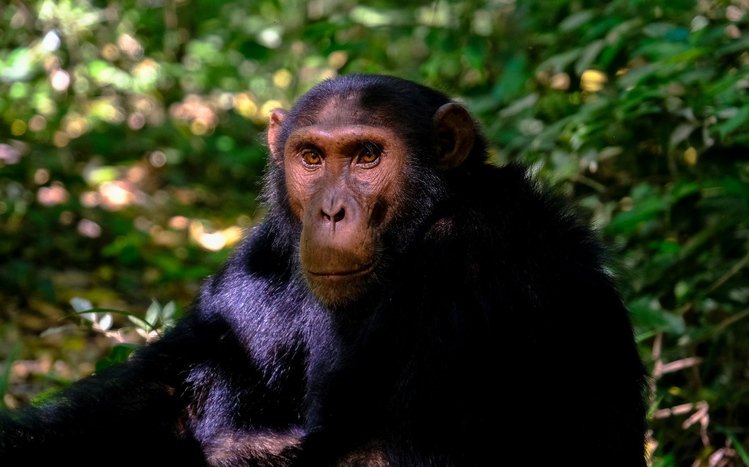 Chimpanzee Theme screenshot #13