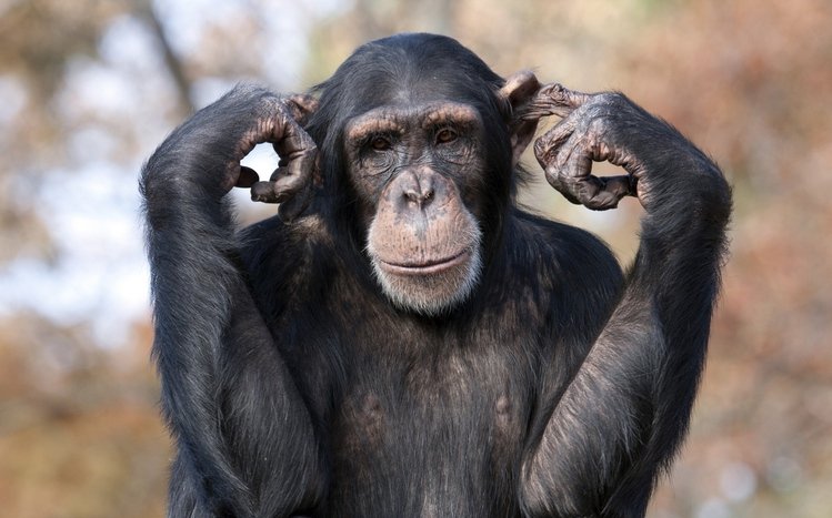 Chimpanzee Theme screenshot #7