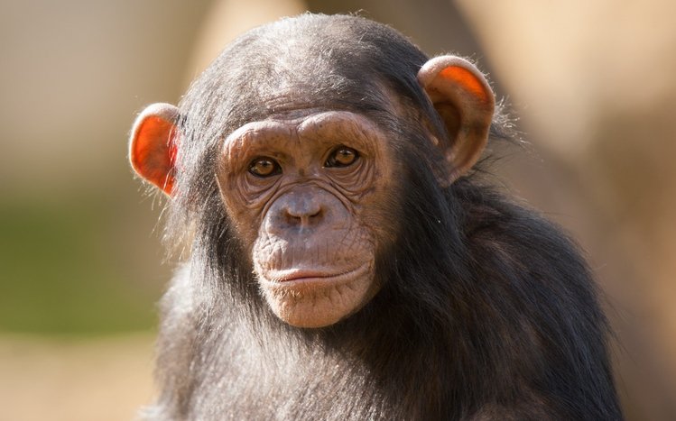 Chimpanzee Theme screenshot #6