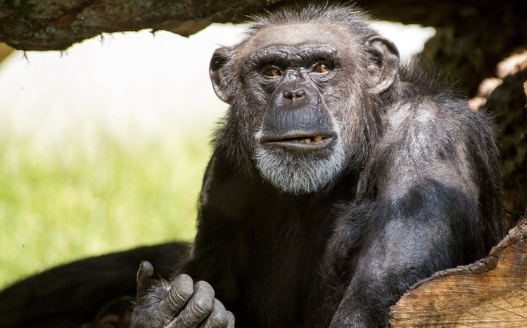 Chimpanzee Theme screenshot #9