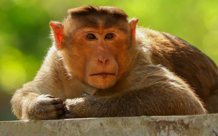 Chimpanzee Theme screenshot #14