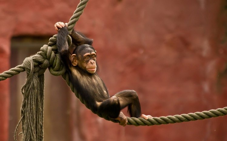 Chimpanzee Theme screenshot #1