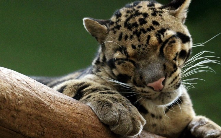 Clouded Leopard Theme screenshot #1