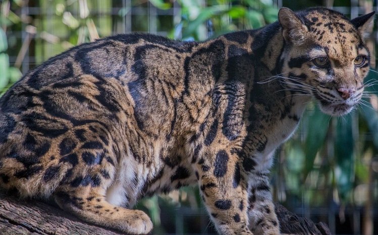 Clouded Leopard Theme screenshot #5